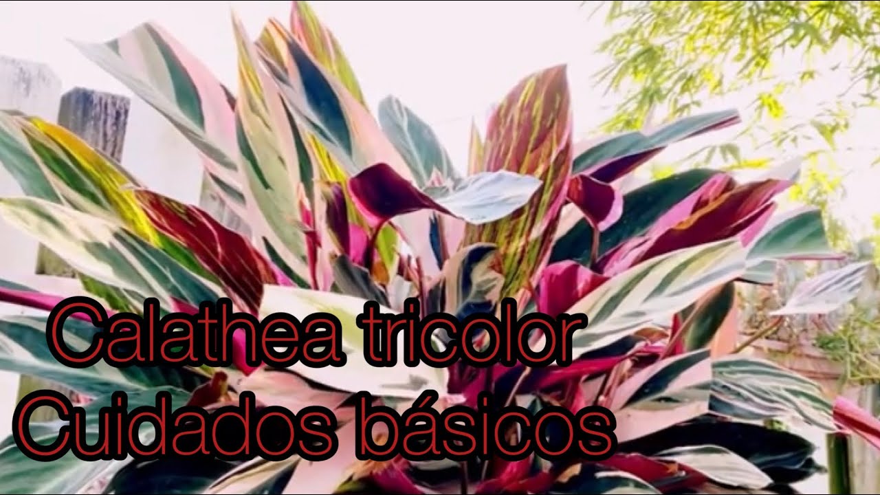 Уход за комнатным растением Калатея Триостар (Calathea stromanthe/Tricolor) или Маранта