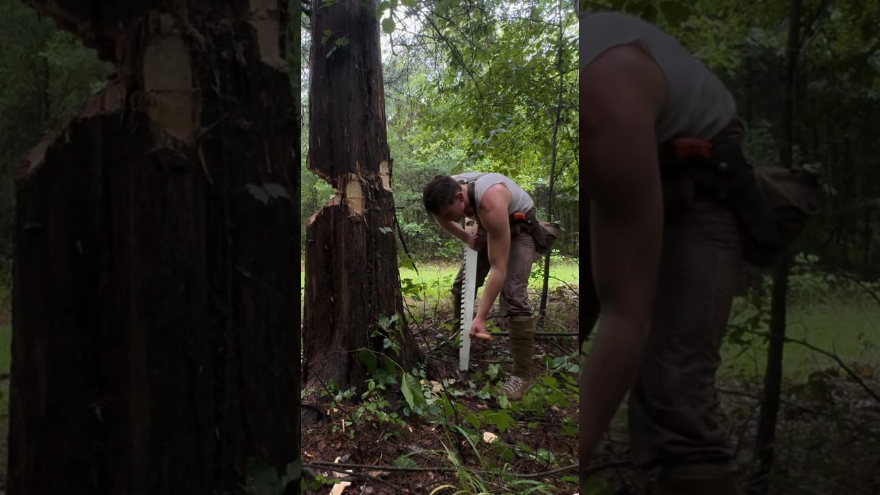 Testing out a Cross-Cut Saw #logcabin #cabin #crosscutsaw #saw #woodworking #bushcraft #outdoors