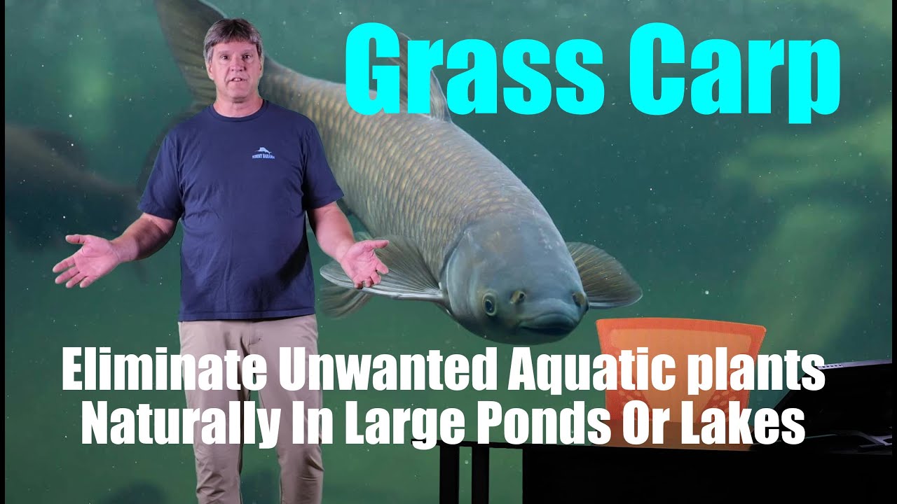 Grass Carp, Natural Aquatic Weed Control!