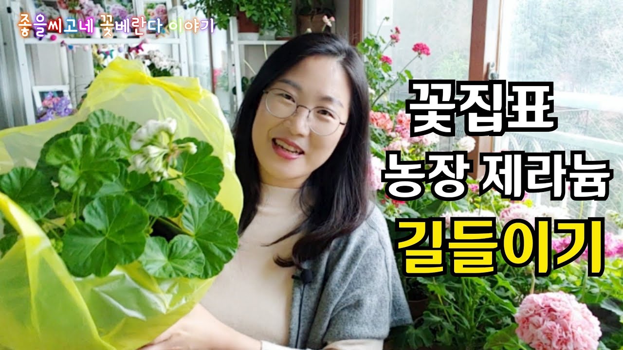 @Pelargonium  꽃집표 #제라늄 구입 후 실패없이 길들이기!