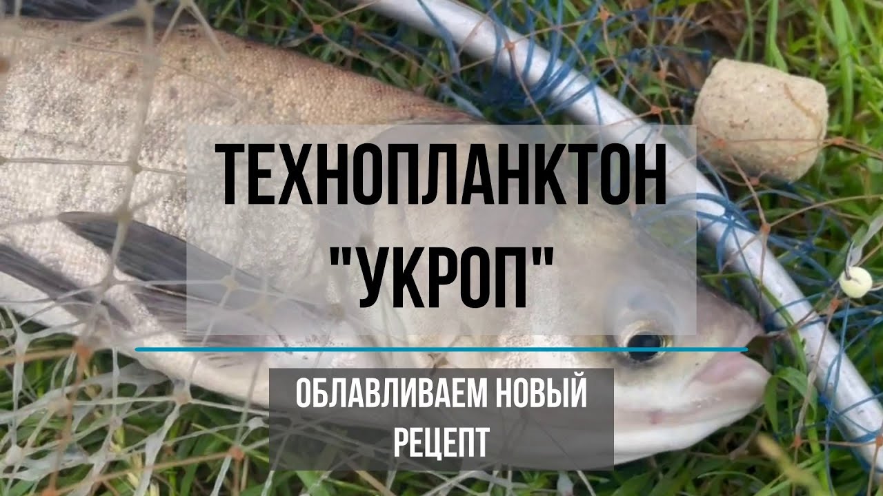 Ловля толстолобика на Технопланктон 