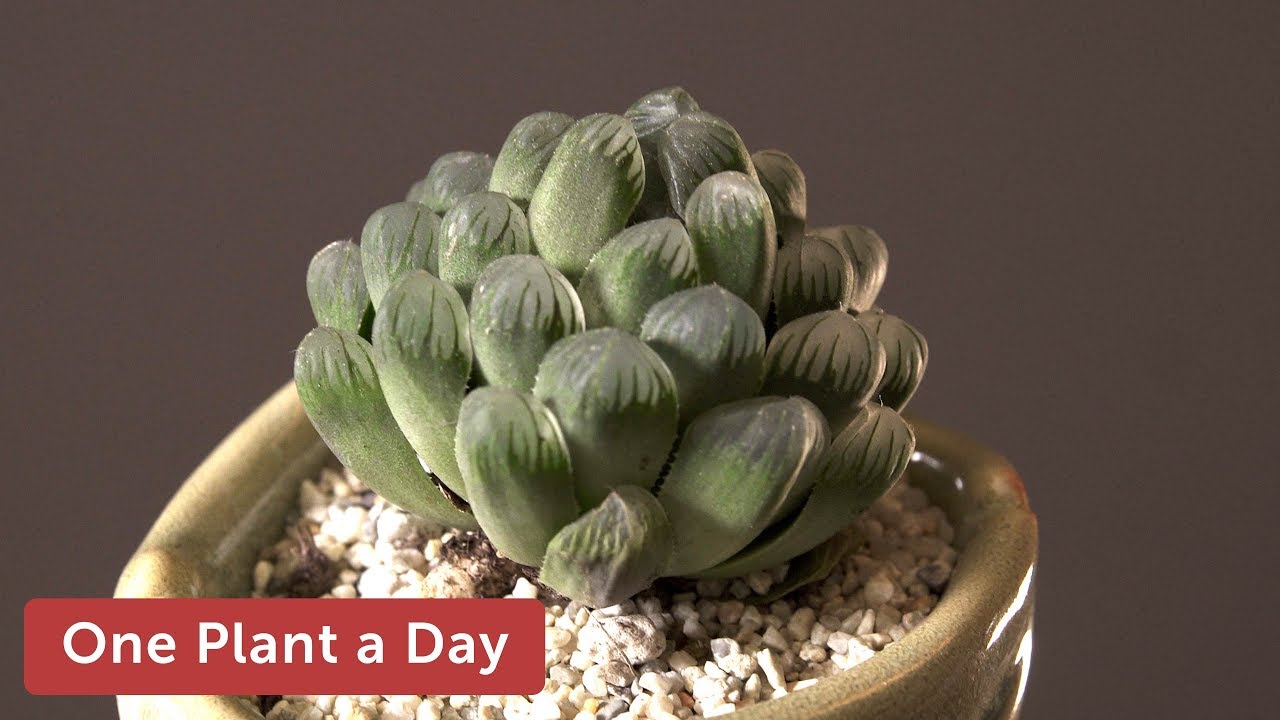 Haworthia cooperi var. truncata Houseplant Care &ndash; 355 of 365