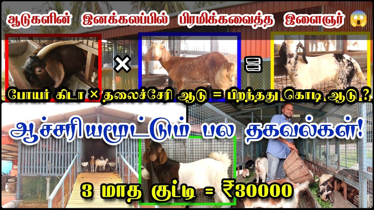 போயர் கிடா×தலைச்சேரி ஆடு=பிறந்தது கொடி ஆடு? || 3 மாத குட்டி = ₹30000 ||ஆச்சரியமூட்டும் பல தகவல்கள்!