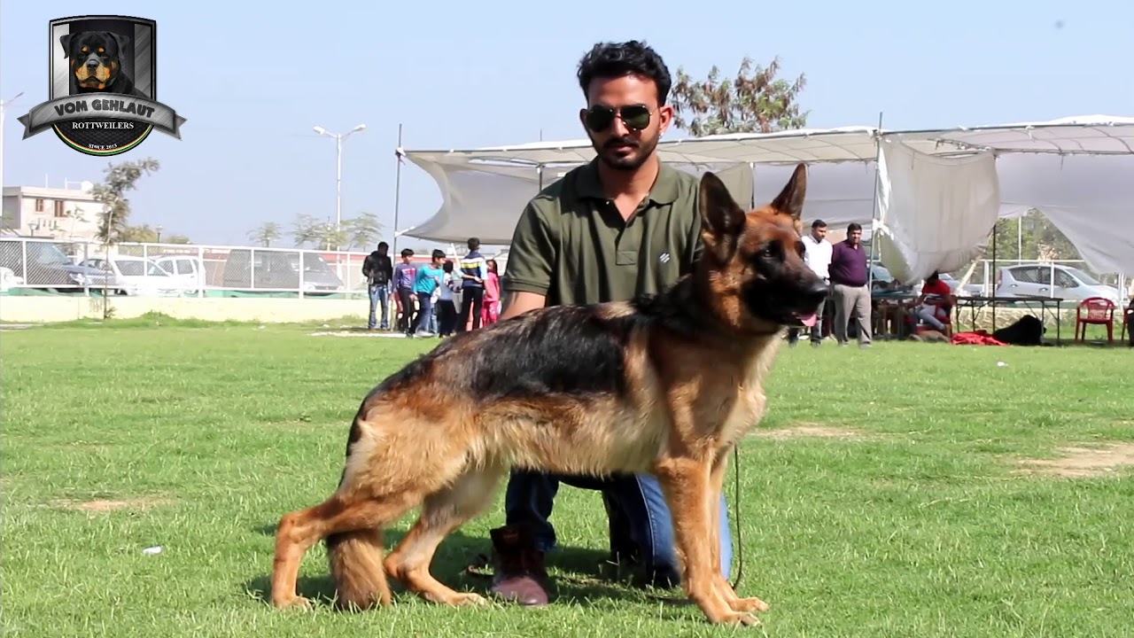 STAFFY || GSD BITCH || DINESH BHAMU || GERMAN SHEPHERD || KCI || DOG SHOWS ||