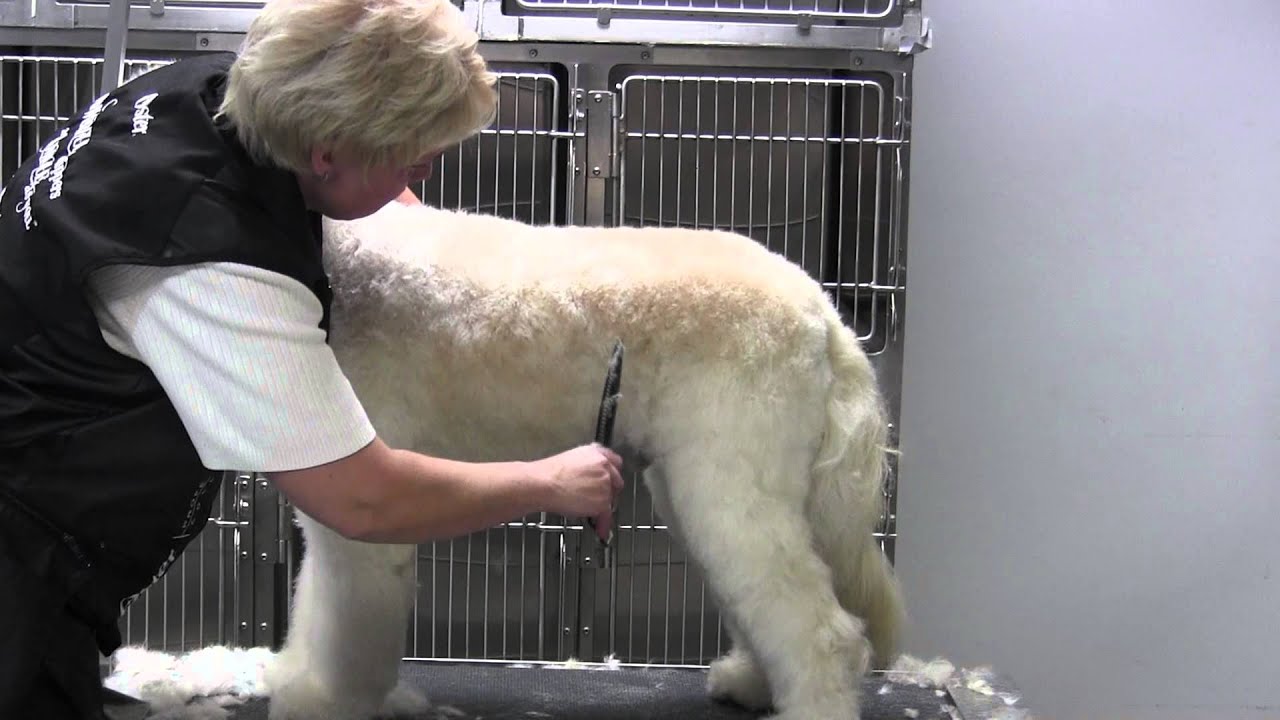 Golden Doodle- Body- Third Time Over (Finish)