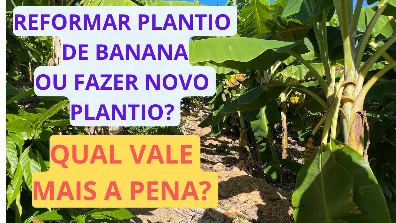 REFORMA DE BANANAL VALE A PENA?  PLANTIO DE BANANEIRA | REFORMAR OU FAZER NOVO PLANTIO?