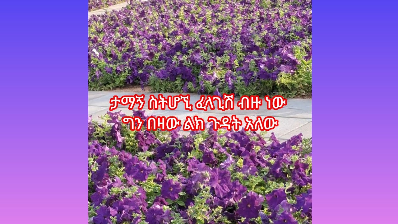 ታማኝ ስትሆኚ ፈላጊሽ ብዙ ነው ግን በዛው ልክ ጉዳት አለው!!