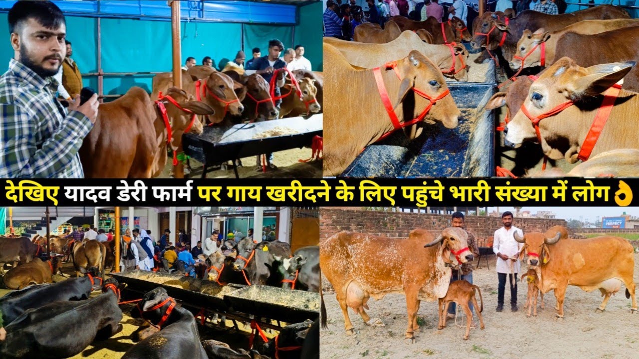 देखिए यादव डेरी फार्म पर गाय खरीदने के लिए पहुंचे भारी संख्या में लोग👌/ Yadav Dairy Farm, Lucknow,UP