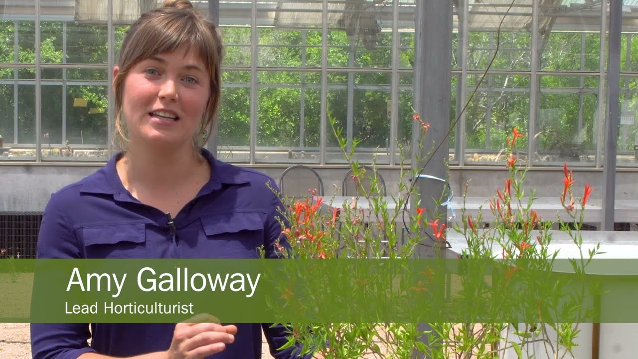 How to Plant Flame Acanthus on an Apartment Balcony | Wildflower Center