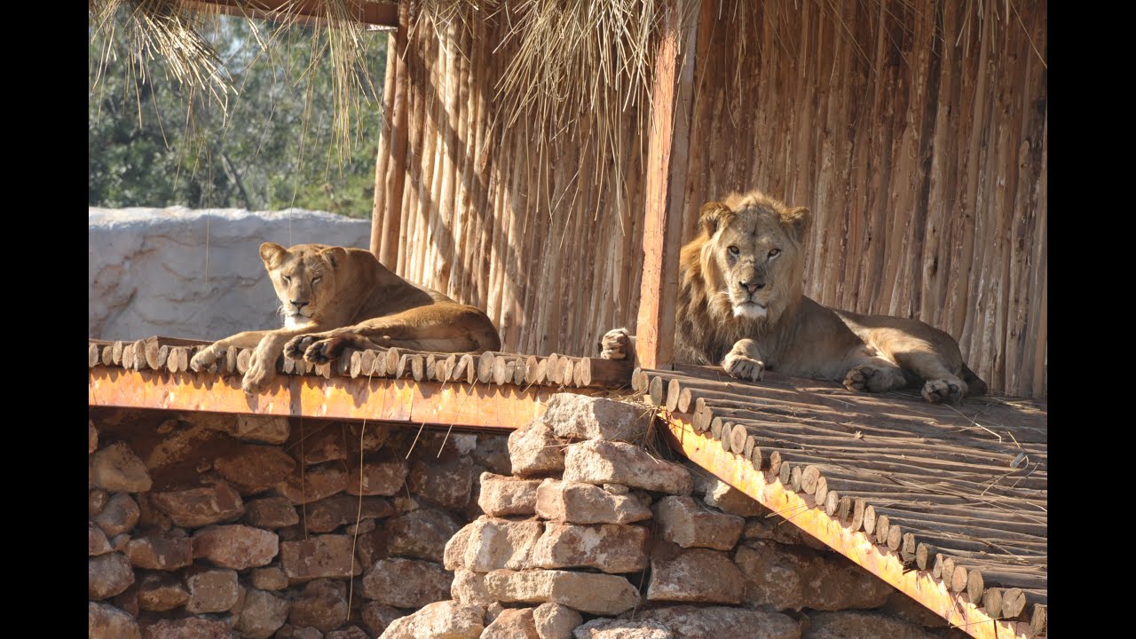 Documentaire: Zoo de Rabat