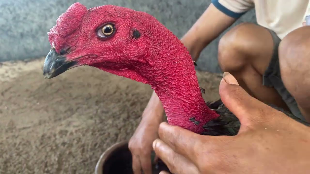 Ô Mắt Ếch — Tối Yêu Gà ❤️❤️🐓🐓❤️❤️