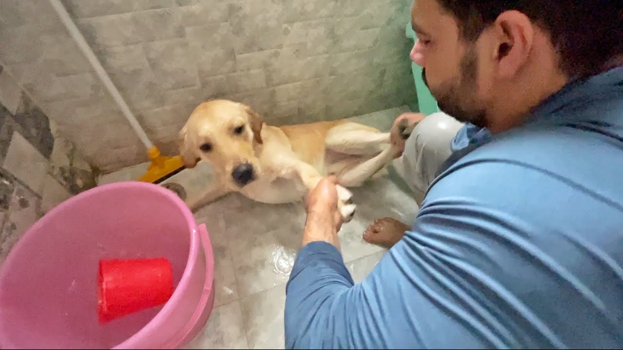 Mau ka Royal Treatment ho Gaya Aaj
