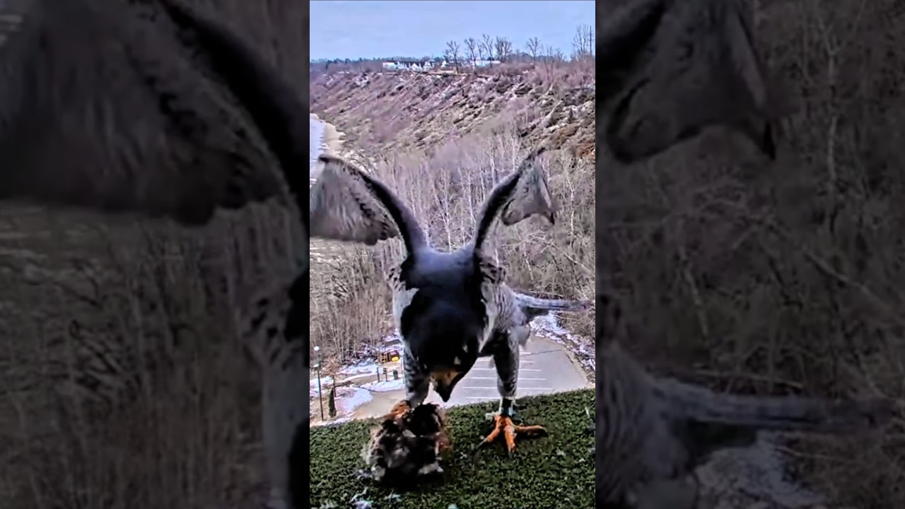 #birds #nest #wildlife #birdofprey #animals #nature #falcon