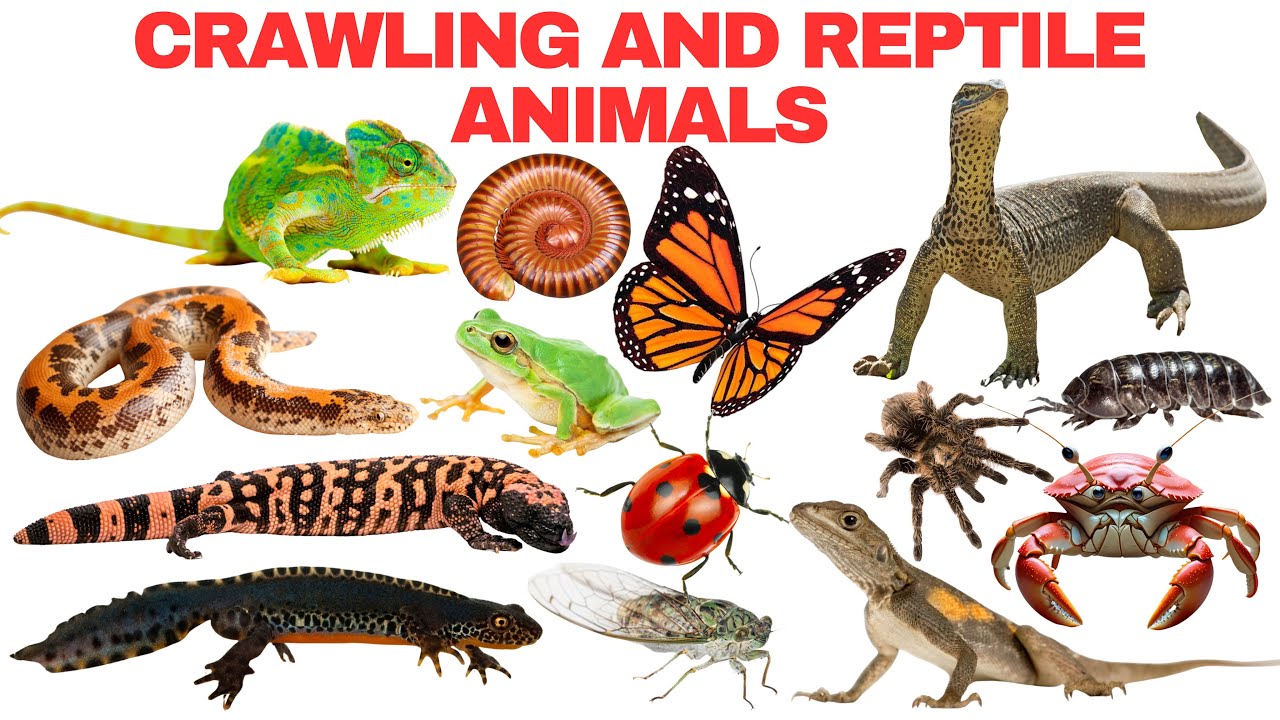 Crawling and Reptile Animals for Kids | Fun Learning About Crawling Animals and Reptiles