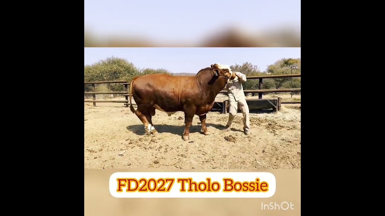 Tholo Holdings October Auction cattle with names and tags