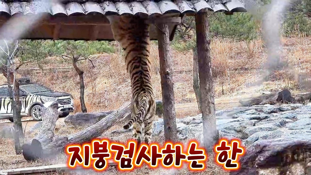 지붕검사하는 한 오빠(2026 03 18)(봉화sun)(호랑이숲)