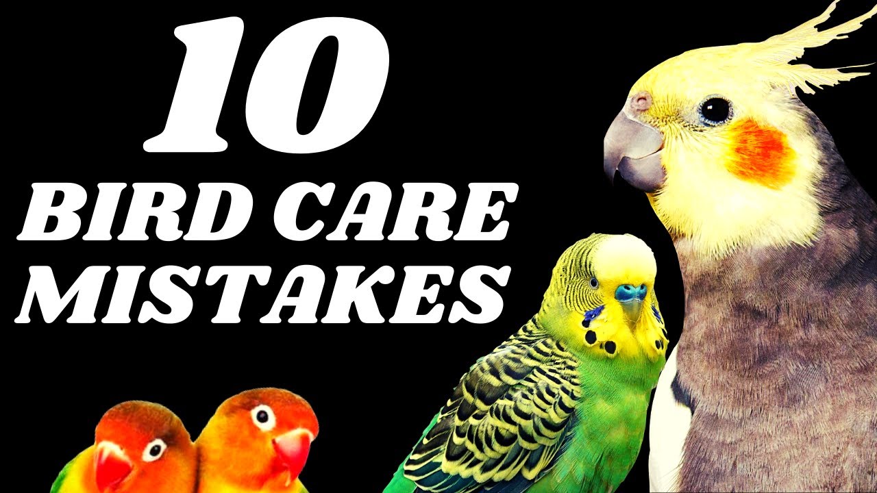 10 Common Bird Care Mistakes That You Should Avoid