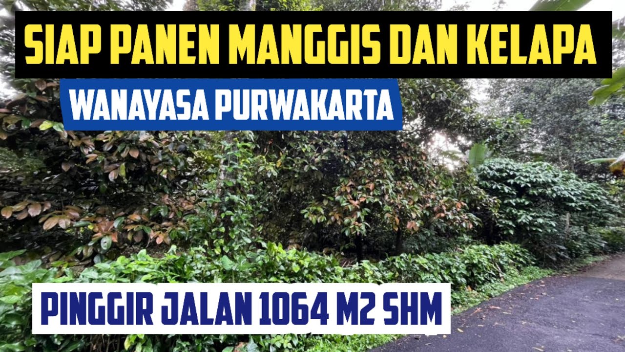Tanah Datar Kebun Manggis Pinggir Jalan Luas 1064 m2 SHM di Wanayasa Purwakarta Cocok Untuk Ternak