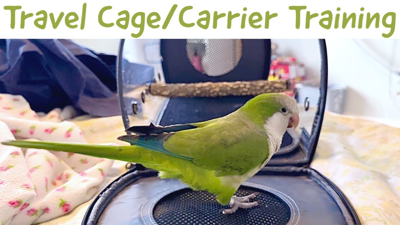 How To Train Your Bird To Use A Travel Cage/Carrier
