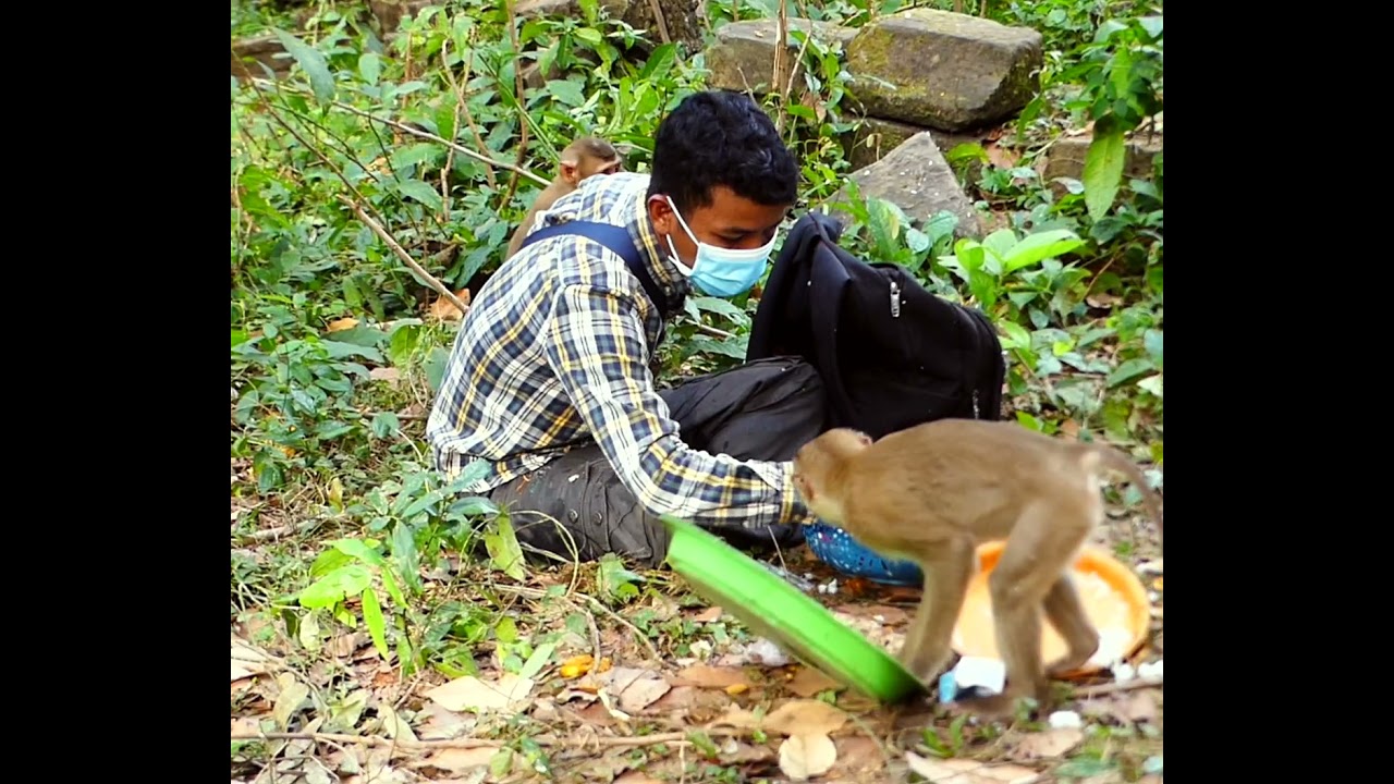 Asweome feeding monkeys
