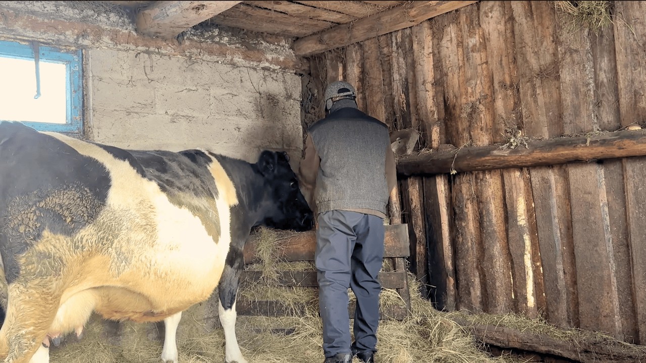 Cozy Farm Morning Routine: Cooking on a Wood Stove & Caring for Cow