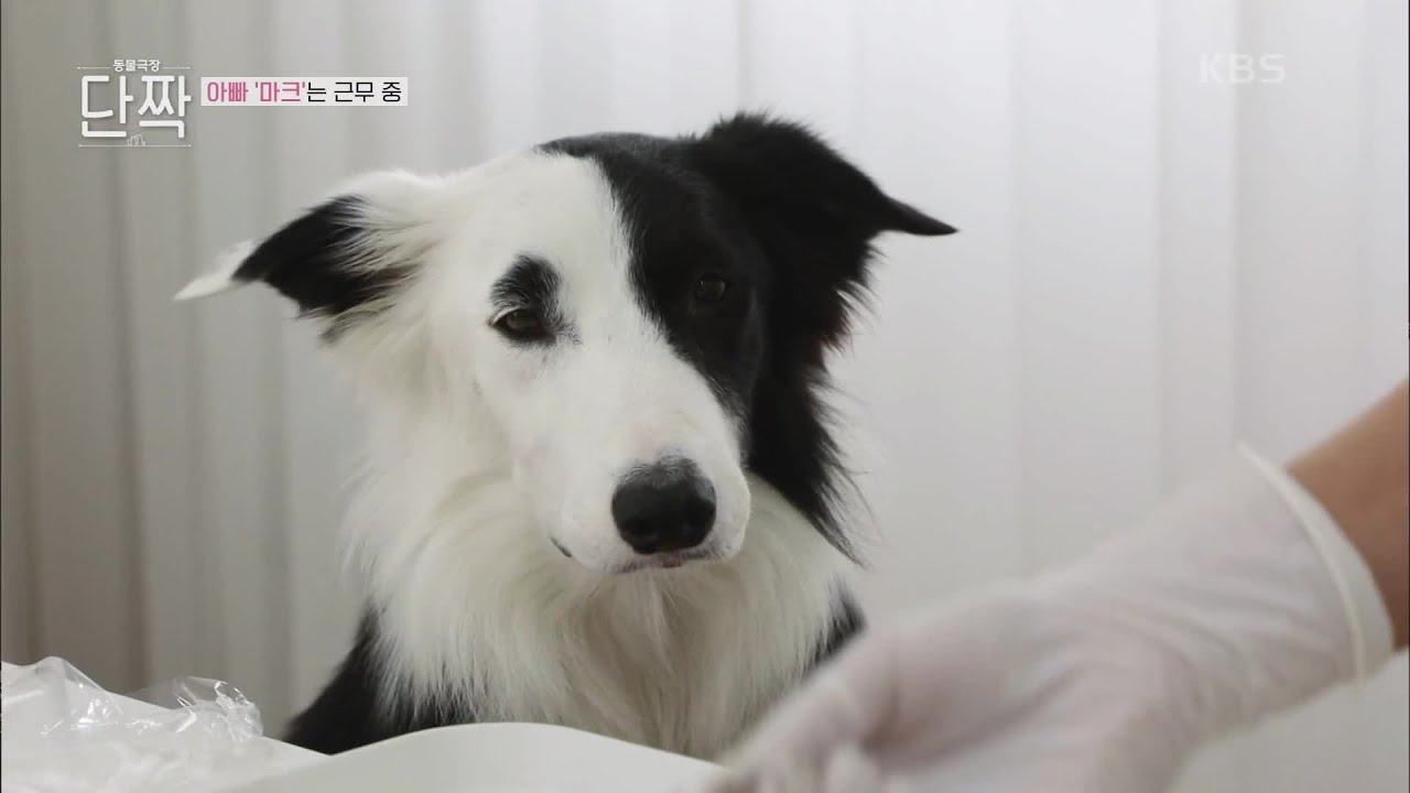 보더콜리 가족과 함께 하는 귀촌 생활 [동물극장 단짝] | KBS 230107 방송