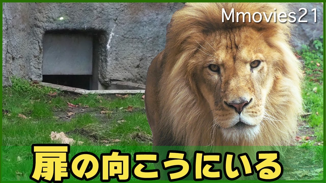 赤ちゃん公開間近ライオン「オリト」5歳で三つ子の父になった風格~Orito the Lion is the father of triplets