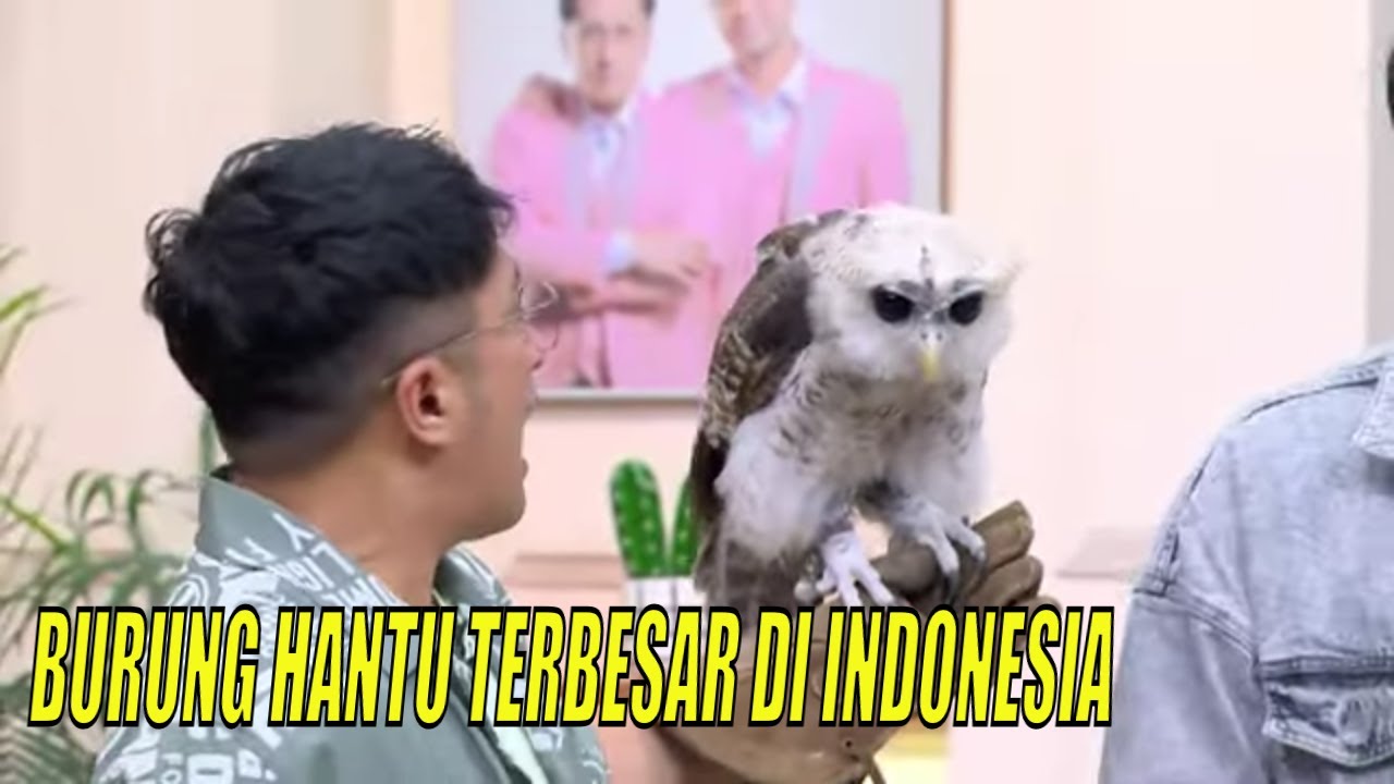 Iqbal Izda Datang Bawa Burung Hantu Terbesar di Indonesia | FYP (27/04/23) Part 3