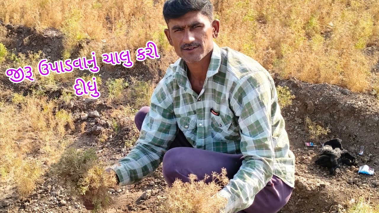 જીરૂ ઉપાડવાનું ચાલુ કરી દીધું #farmingvideo #vairlvideo #gujratiminivlog @Rana_comedy_vlog