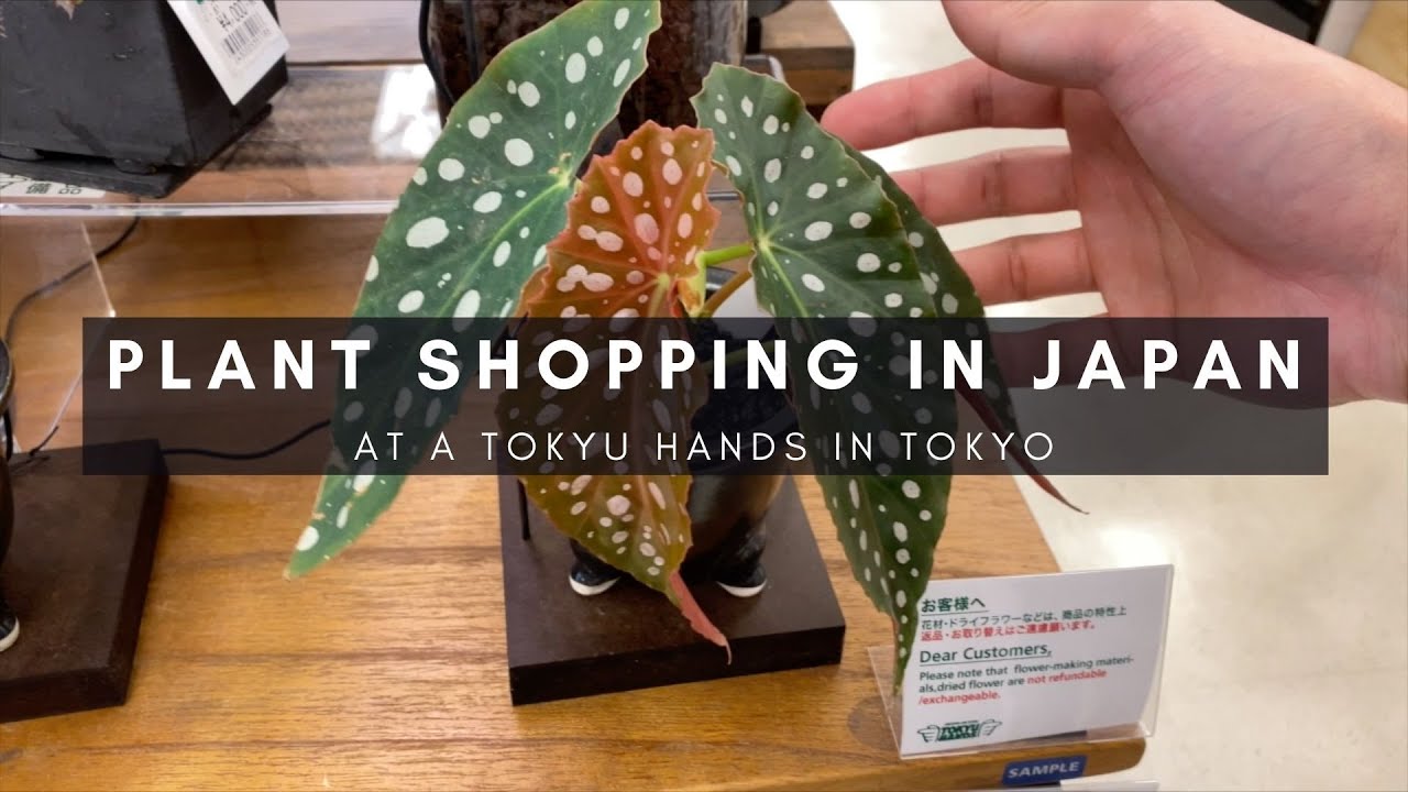 Houseplant Shopping at Tokyu Hands in Tokyo | Plants in Japan Series | Ep 72