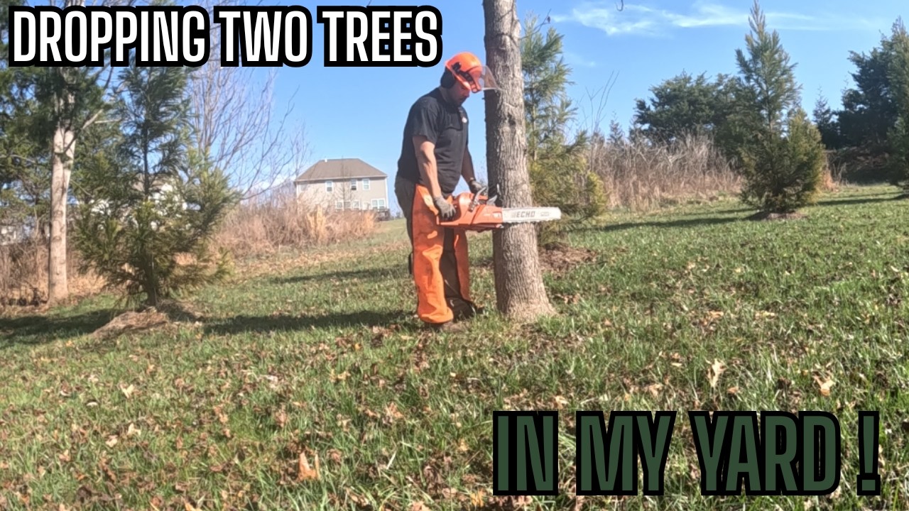 Спиливаю два дерева у себя во дворе с помощью своего ECHO CS 590! Да, прошло уже некоторое время,...