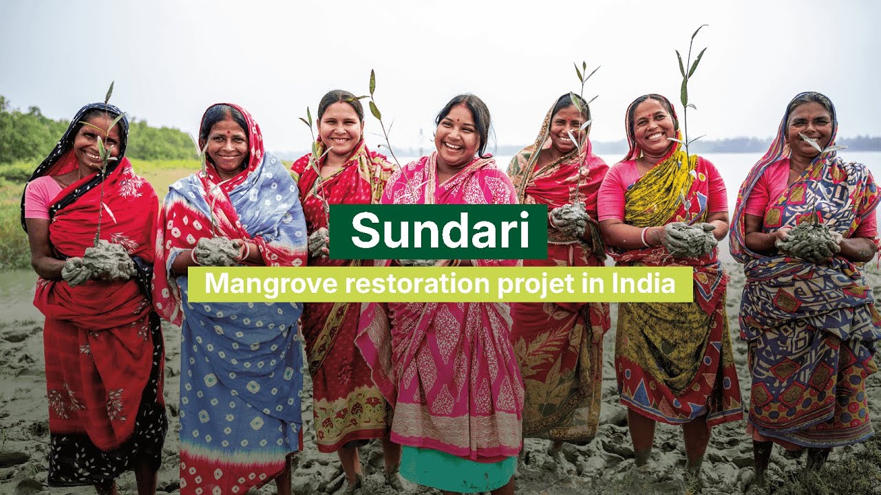 Restoring degraded mangroves in India, with the Sundari project