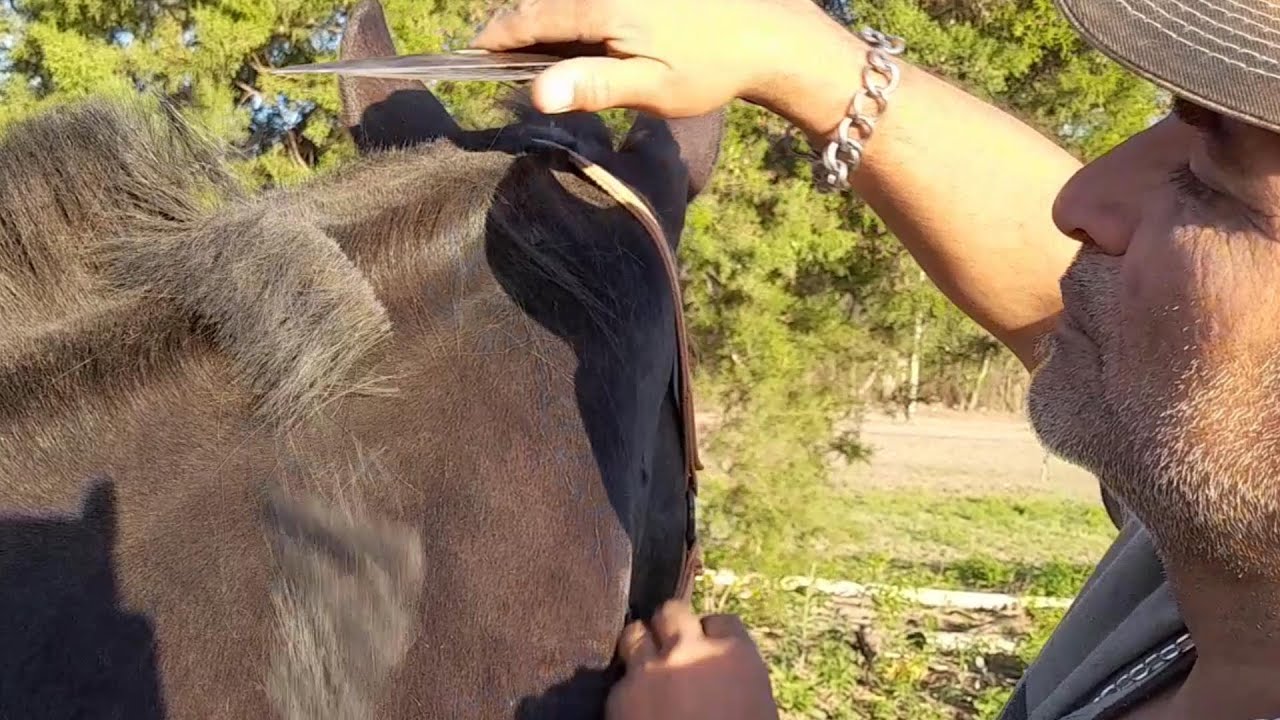 CABALLO CON PROBLEMAS Y TECNICAS PARA TUZAR .