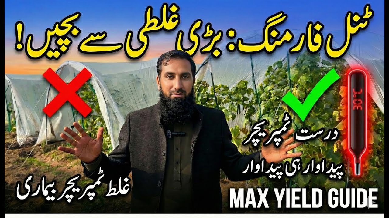 Tunnel Farming Mein Behtareen Paidawar Ka Raaz | Temperature, Humidity & Timing Guide | IR Farm