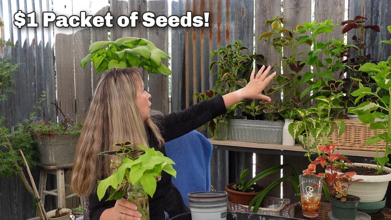 How to Grow Coleus from Seed - Propagating More - Easy and Low Cost!