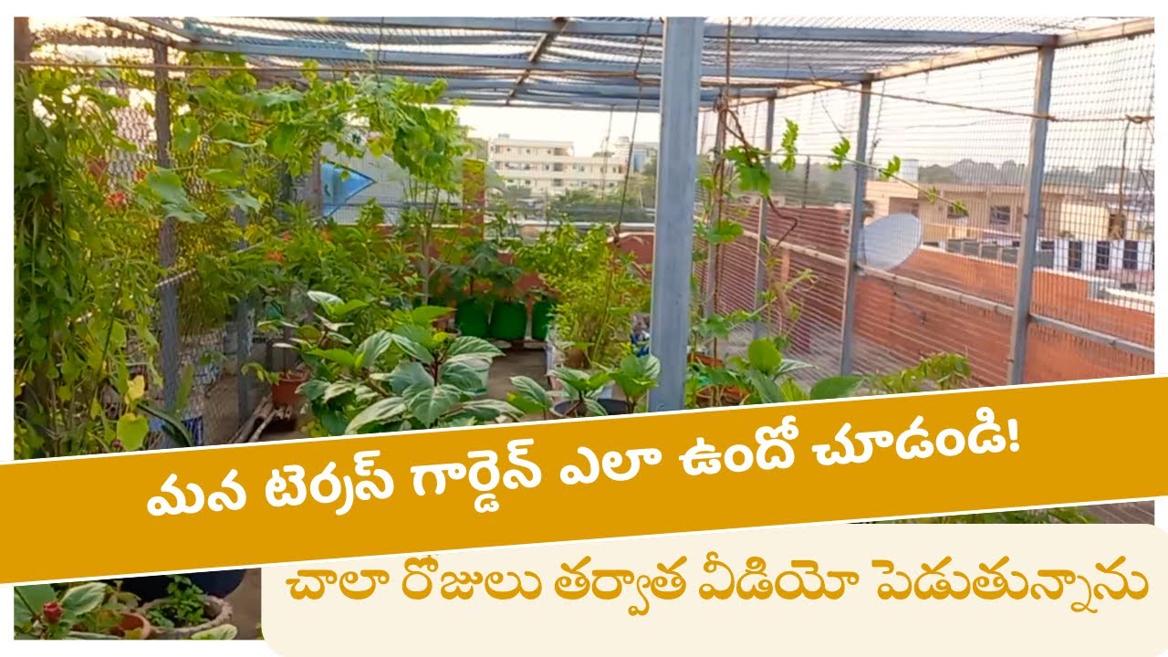 మన టెర్రేస్ గార్డెన్ ఎలా ఉందో చూడండి!! || 4 నెలల తర్వాత వీడియో పెడుతున్నాను. || #telugu #gardening