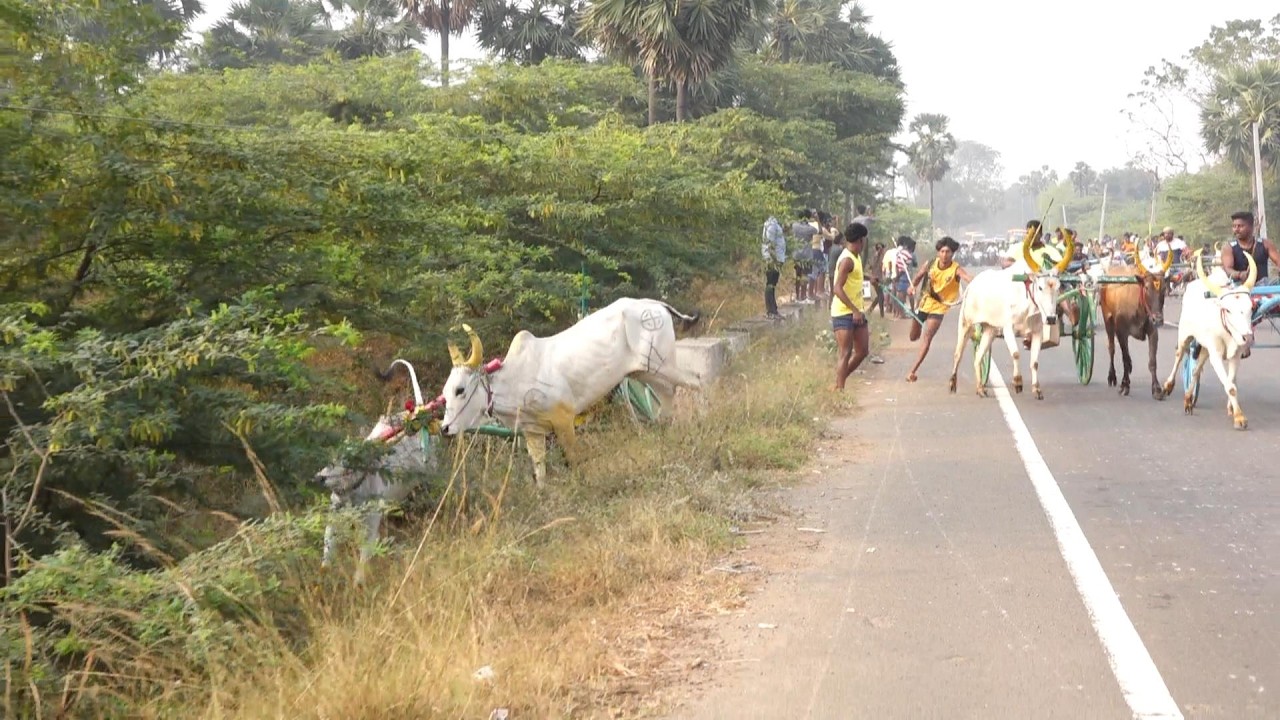 ETSS - கல்லல் சிறியமாடு முதல் சுற்று - 28/02/2026