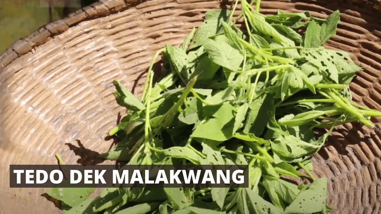 Tedo dek malakwang