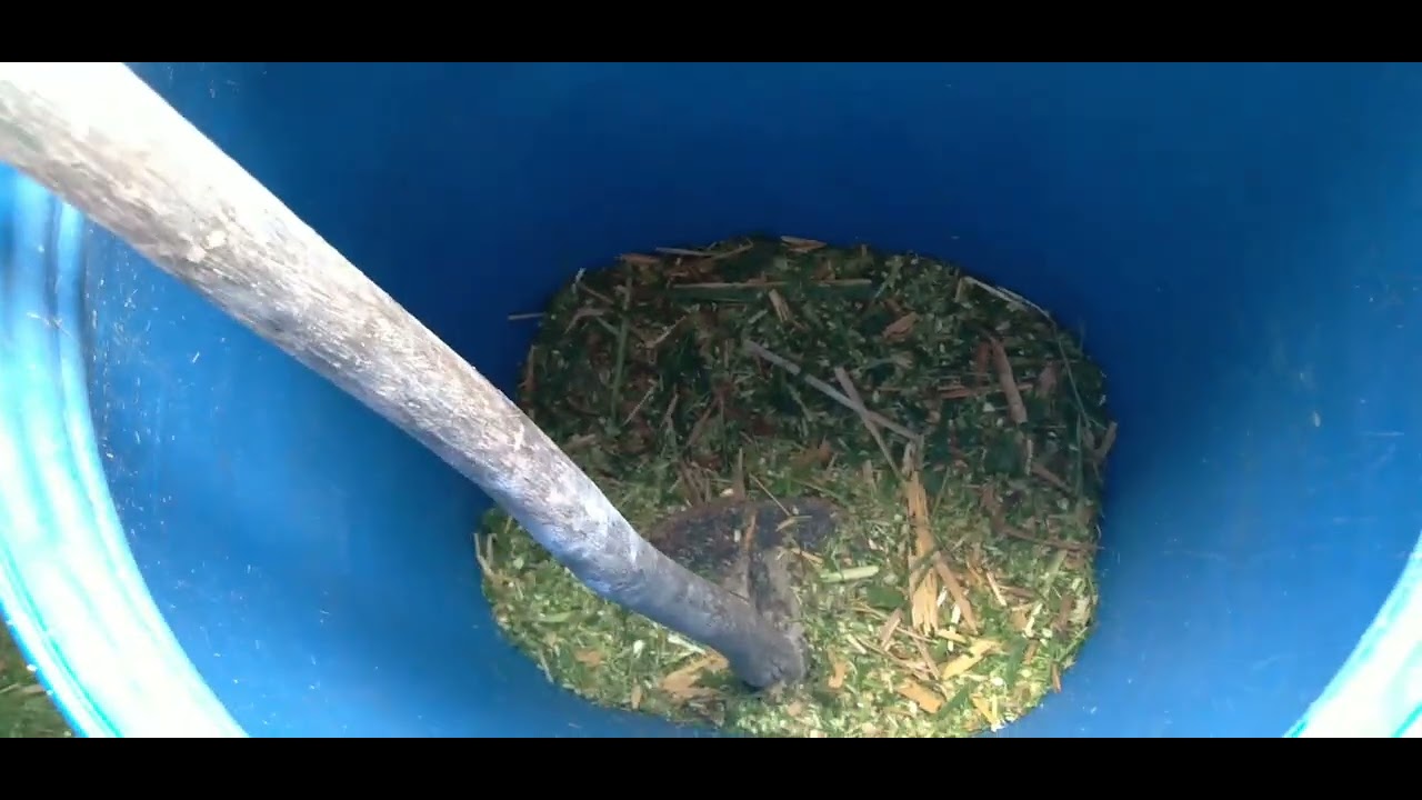 como fazer silagem em tambor  ou bombona