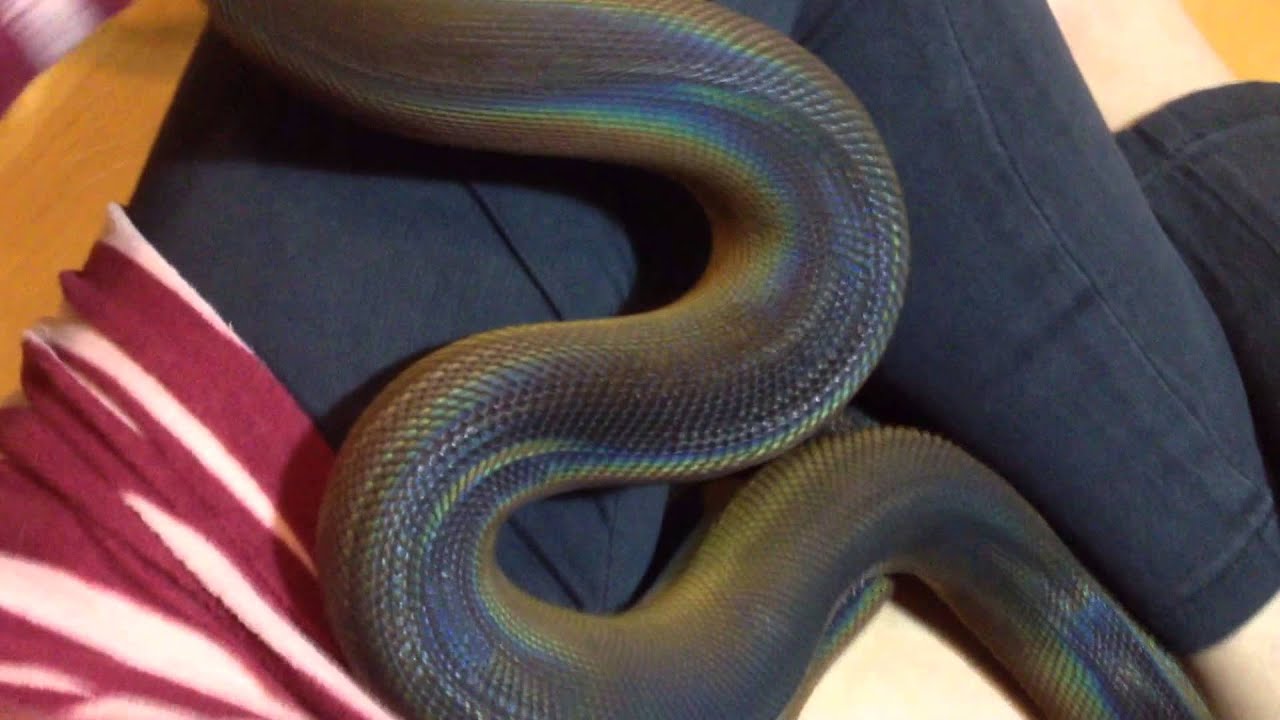 My White Lipped Pythons 2014 :)