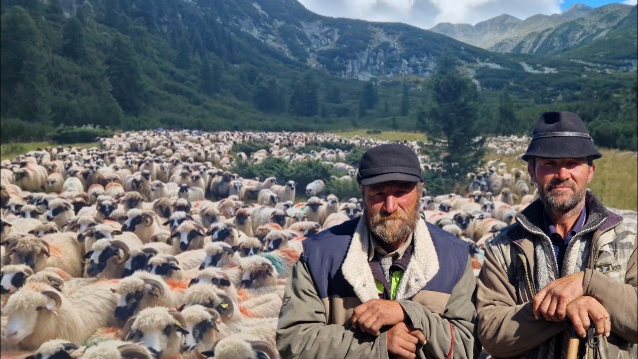 FRAȚII DANIEL ȘI IONICĂ MIRCA ÎȘI COBOARĂ TURMA DE 2000 DE OI DIN INIMA RRTEZATULUI (LACUL GALEȘ)