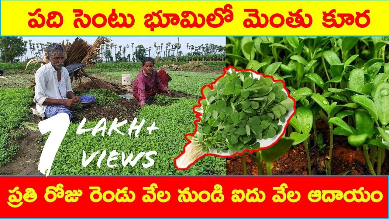 మెంతి కూర సాగు | Menthi Kura Sagu | Fenugreek Leaves Farming | AgriTech Telugu