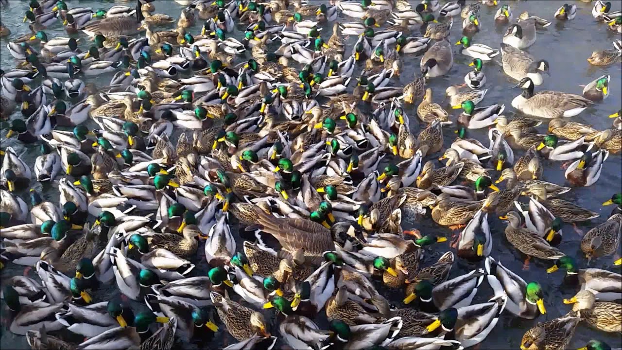 Feeding wild ducks