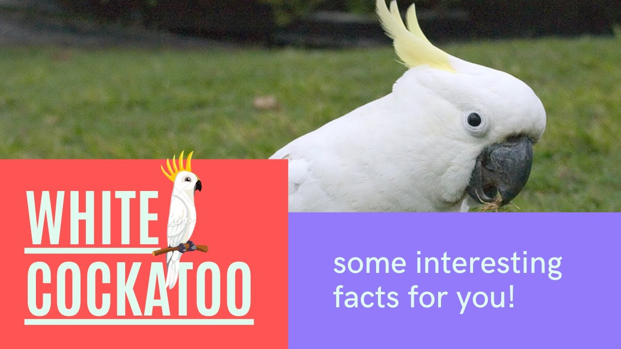 White Cockatoo facts 🦜 Umbrella Cockatoo 🦜 medium-sized all-white cockatoo endemic to Indonesia