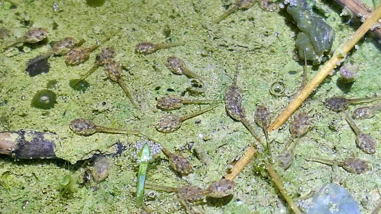 オタマジャクシの大量発生（ヌマガエル）
