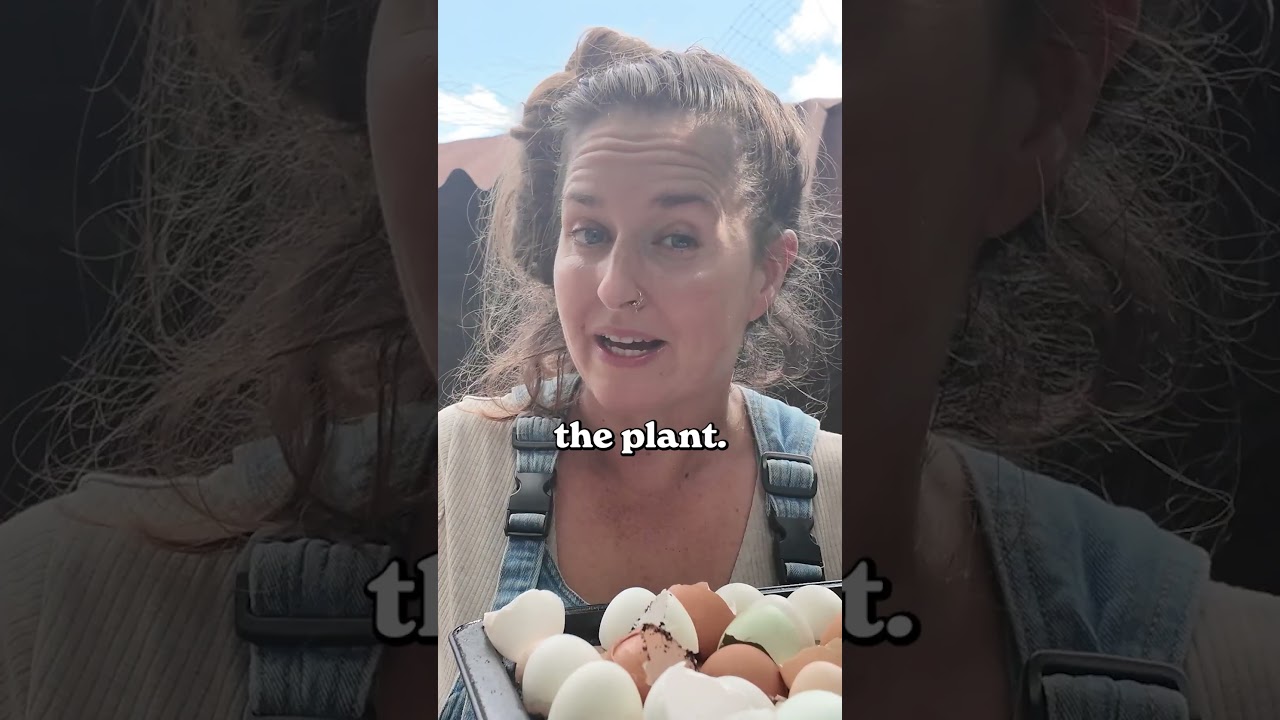 Egg Shell Fertilizer!