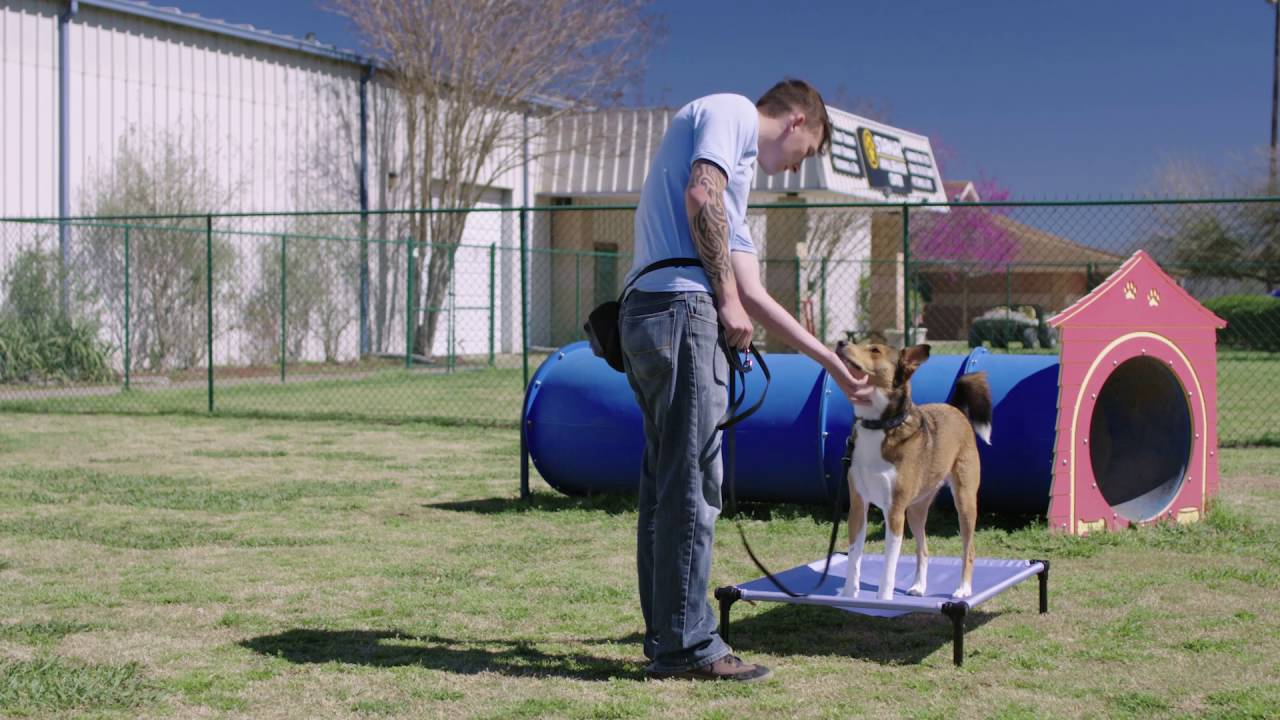 Starmark Pro-Training Hands-Free Leash