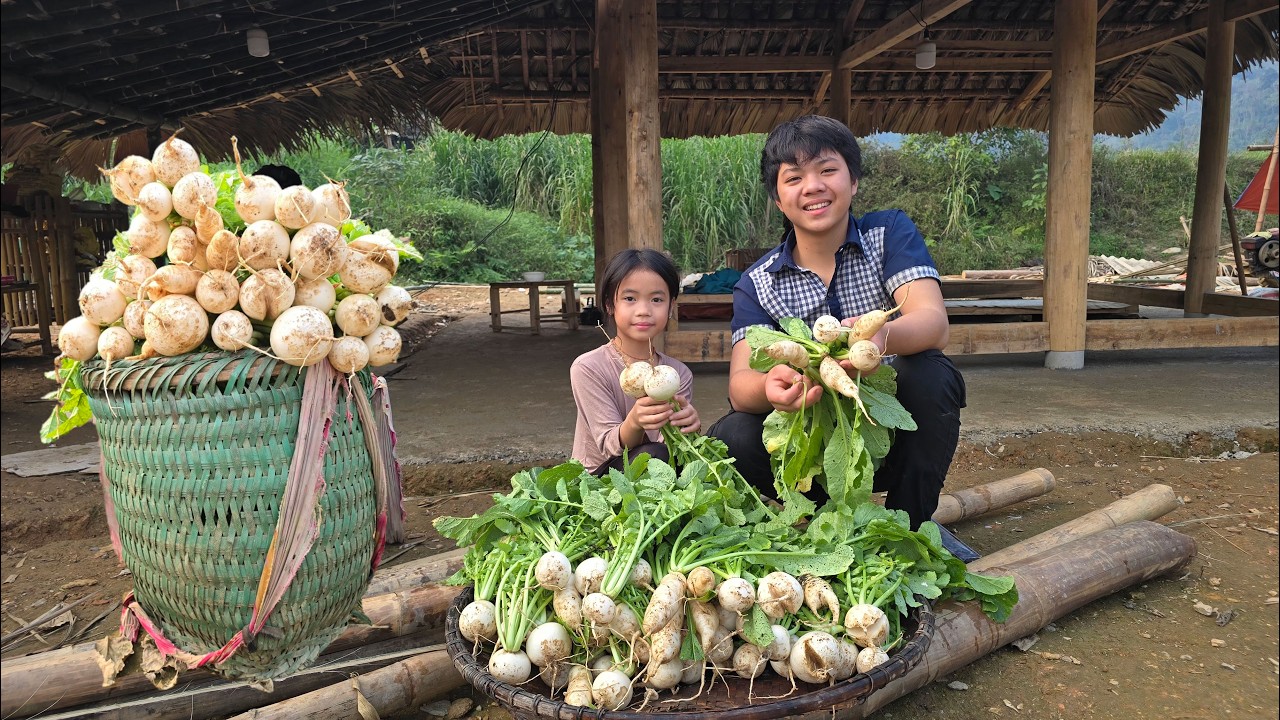 In the last days of the year, Thanh and Dan harvested radishes to sell, and the old woman went home.