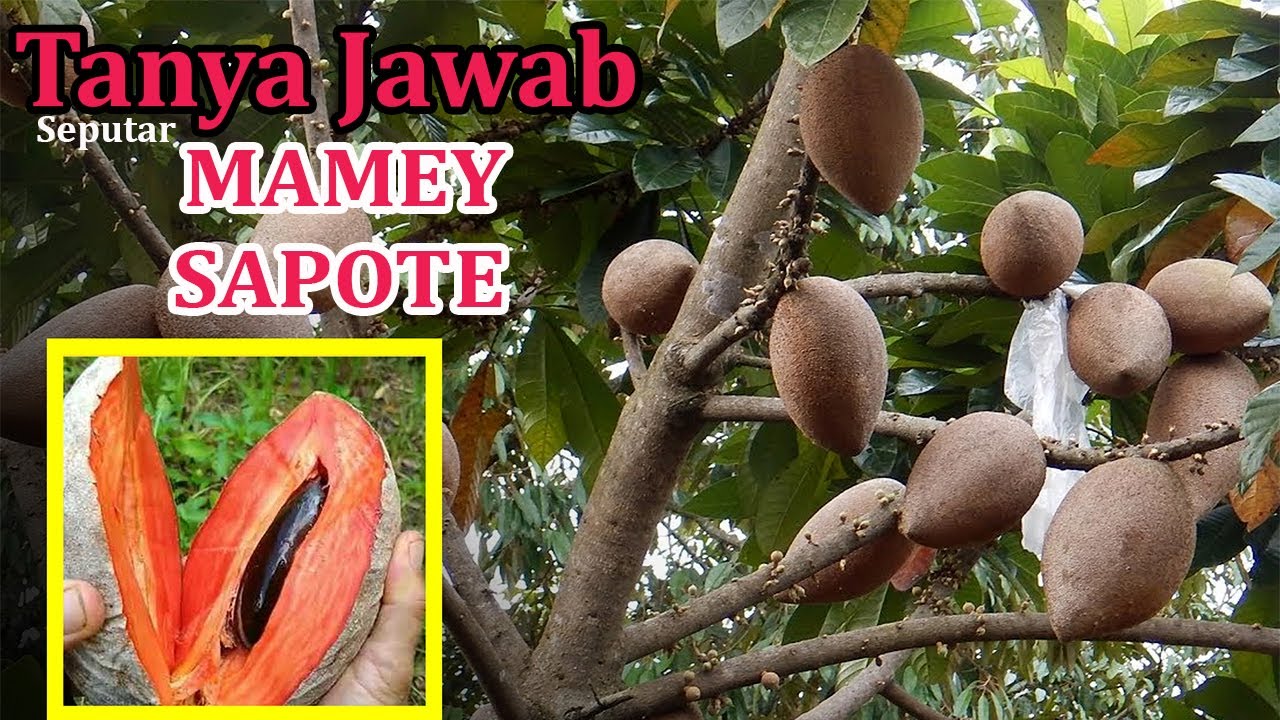 QnA - Mengulas Seputar Mamey Sapote - Buah Masa Depan yang punya Peluang Bagus untuk Budidayakan