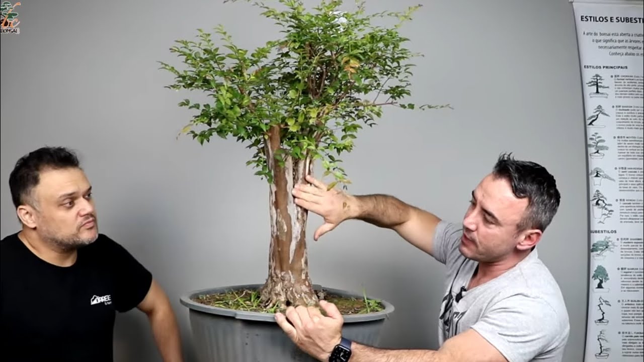 TRANSFORMANDO MUDA BRUTA DE JABUTICABA SABARÁ EM BONSAI
